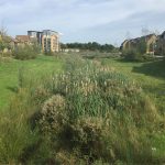Green urban park with reeds and houses