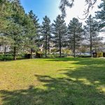 Sunny park with green grass and tall trees.