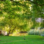 Park with benches, trees, and small pond.